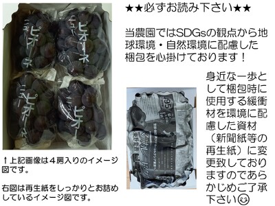 ニューピオーネ 約2kg(3～5房)【先行予約・数量限定】カナダ人農園主 ぶどう ブドウ フルーツ 果物 くだもの 濃厚 甘み コク 大粒 デザート 産地直送 世羅 ラピアビンヤード【2026年9月中