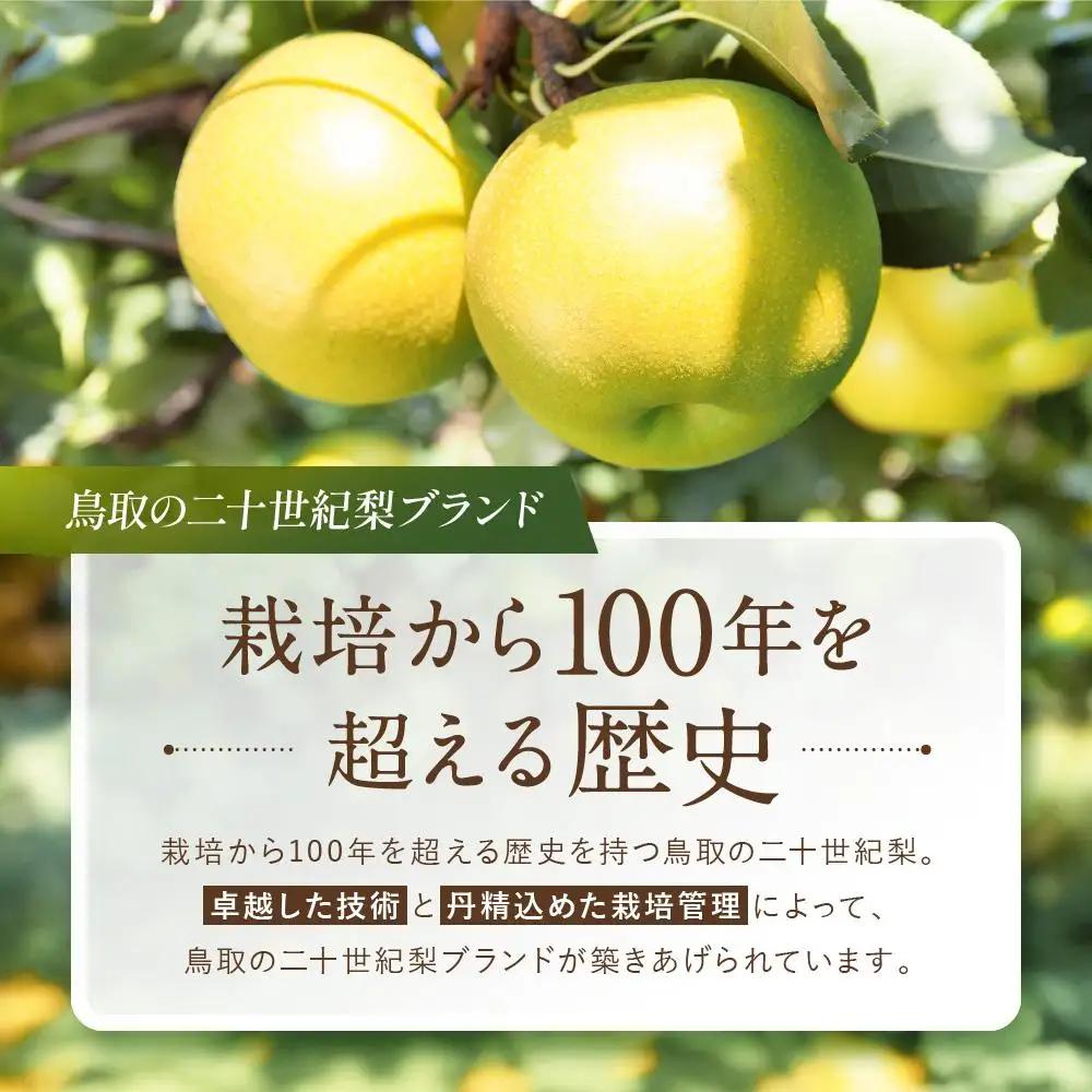 新興 5kg 10～12玉 先行予約 数量限定 鳥取県産 梨 梨