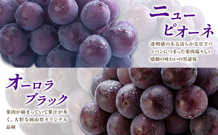 【先行予約】ぶどう ご家庭用 旬 の ぶどう 2種セット おまかせ2種 合計約2kg たけまさぶどう園 《8月中旬-10月中旬頃出荷》岡山県 浅口市 フルーツ デザート おやつ マスカット ぶどう 果