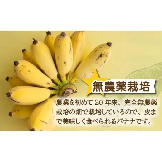 特許製法で作るシリカ水で栽培する特別な「島バナナ」OI-6