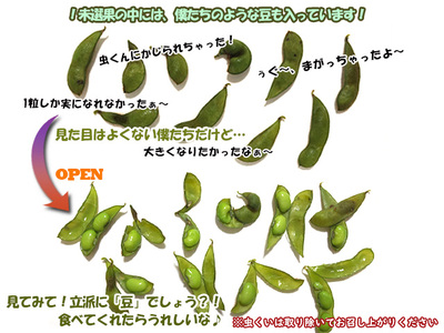 【 2026年産 数量限定 】青森の定番 幻の毛豆 約1kg【 9月 クール便発送 】青森県鰺ヶ沢町産 ※オンライン決済のみ 野菜 枝豆 大粒 甘みが強い 豊かな香り コク ほっくり おつまみ 料理 
