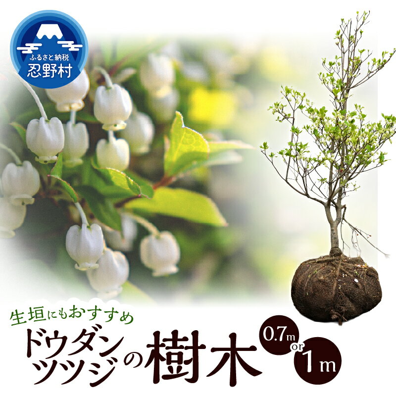 【ふるさと納税】ドウダンツツジ 植物 樹木 灯台躑躅 満天星躑躅 満天星ツツジ ガーデニング 植木 苗 庭木 送料無料 山梨県 忍野村