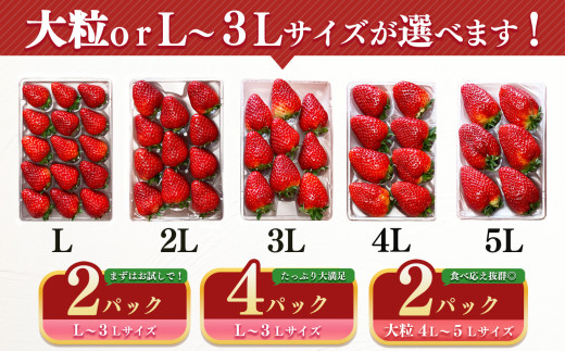ジューシー  平群 の 古都華 いちご 4L or 5L サイズ（1種×2パック）苺屋小東 | 先行予約 フルーツ 果物 くだもの ブランド いちご 苺 古都華 ことか 大粒 甘い 大人気 満足 希少 希少品種 ストロベリー 美味しい 品種 特徴 糖度 1月 2月 発送 旬 送料無料 濃厚 香り 果汁 味わい深い お取り寄せ 産地直送 名産地 奈良県 平群 町