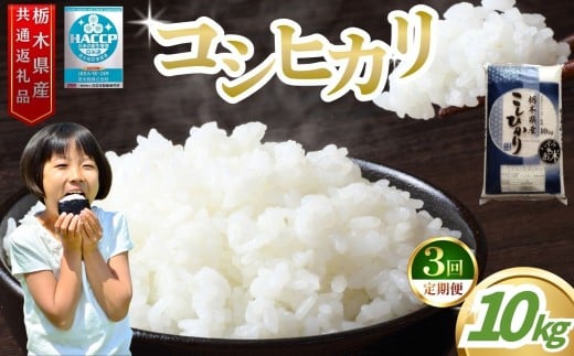 【3回定期便】お米アドバイザー 泉 智が厳選！ 栃木県産コシヒカリ 10kg | コシヒカリ こしひかり お米 米 真岡産 栃木県産 白米 10kg 真岡市 栃木県 送料無料 おにぎり おむすび こめ ごはん