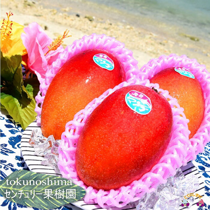 【ふるさと納税】《先行予約》徳之島センチュリー果樹園さんの完熟マンゴー（1kg） ( マンゴー フルーツ 果物 完熟 無加温 徳之島 世界自然遺産 美味しい とろける 旬 贅沢 糖度 南の島 )