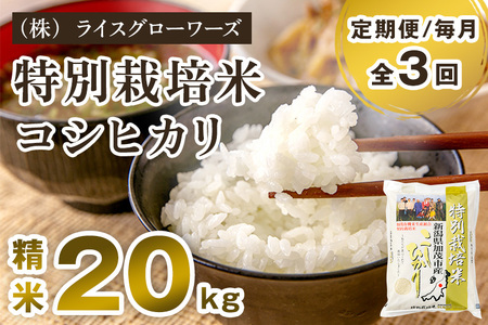 【令和8年産新米先行予約】【定期便3回毎月お届け】新潟県加茂市産 特別栽培米コシヒカリ 精米20kg（5kg×4）《10月上旬～順次出荷》 白米 従来品種コシヒカリ （株）ライスグローワーズ