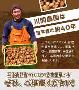 【W042-001u】【先行受付】農家直送！栽培歴40年！南の島の赤土里芋1.5キロ！ 【5月上旬～6月下旬】