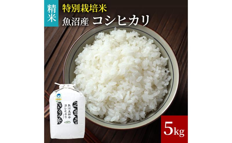 
                  [№5762-1183]【令和8年産　新米先行受付】米農家自慢の 特別栽培米 魚沼産 コシヒカリ（精米）5kg×1袋 白米 お米 こめ コメ 魚沼産コシヒカリ こしひかり 魚沼
                