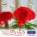 【ふるさと納税】≪6月中旬～9月発送≫ 那賀町産 けいとう 15本～20本【相生の花】【徳島県 那賀町 生花 お花 花束 生け花 華道 鶏頭 ケイトウ 生産者直送 プレゼント 贈り物 フラワーアレンジメント インテリア ドライフラワー 切り花 切花 仏花 お盆 彼岸】 MN-1