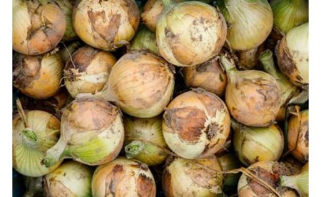 ひょうご安心ブランド認証　特別栽培の玉ねぎ「戎珠（えびすたま）」１０kg