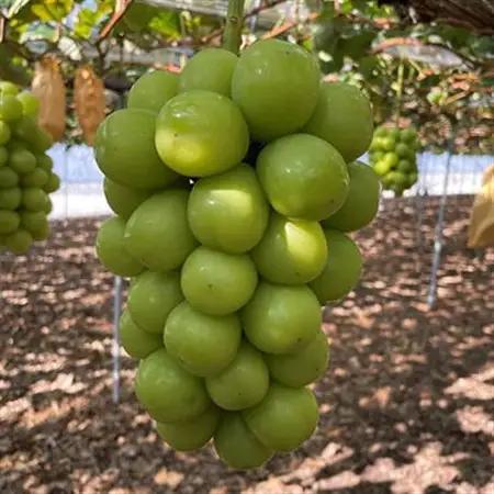 【2026年9月下旬発送】大粒ぶどう3種セット約2kg シャインマスカット ピオーネ クイーンニーナ【配送不可地域：離島・北海道・沖縄県】【1244621】