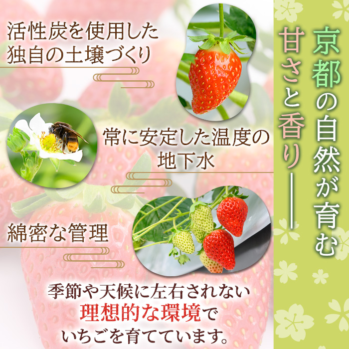 ＜先行予約！2026年12月中旬以降順次発送＞京都府宇治市産いちご(大粒・各計約500g・約250g×2パック・ギフト箱入り) 特産品 苺 イチゴ 果物 くだもの フルーツ 【uj-FL002-B】【