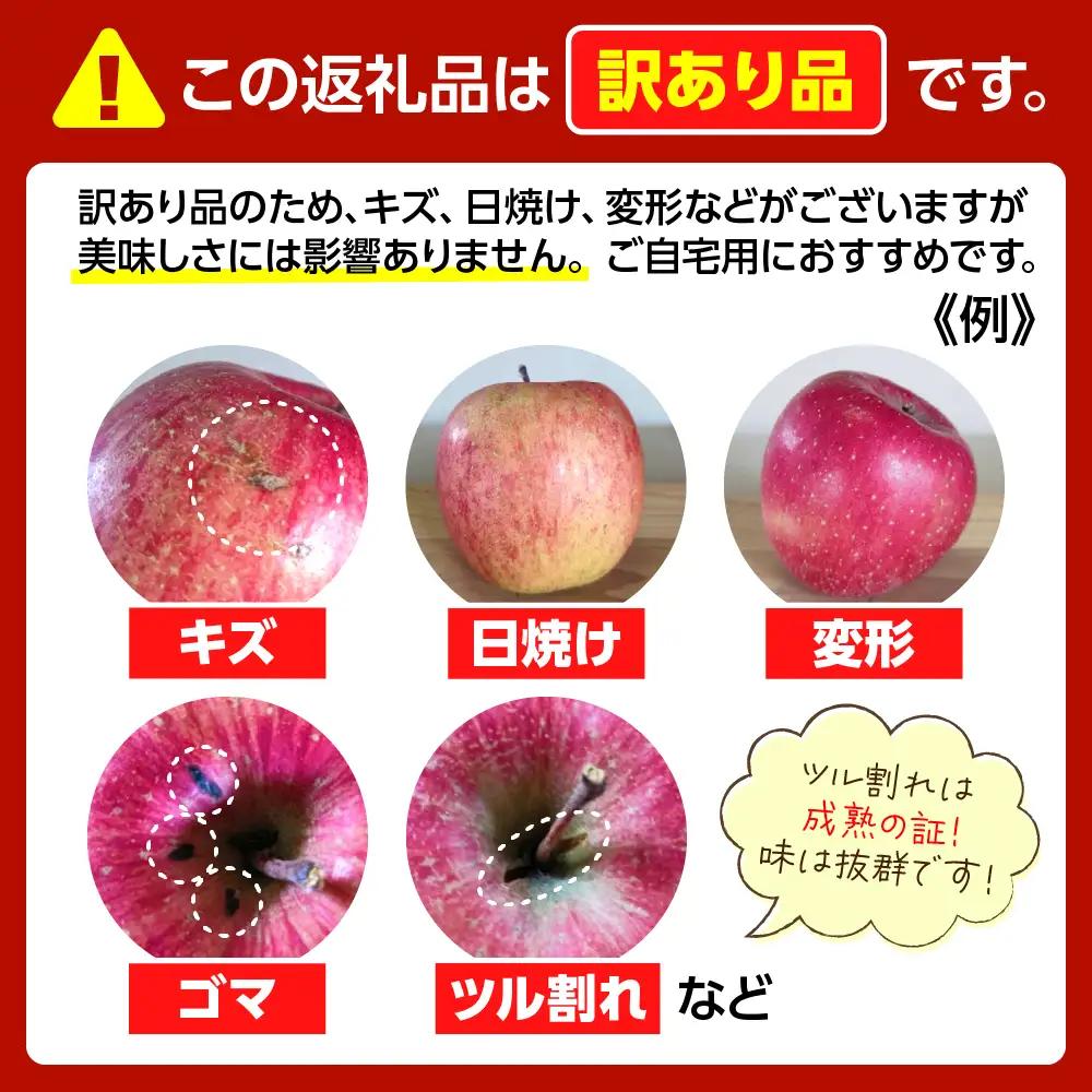 【2026年11月下旬発送】 青森りんご 約5kg サンふじ 《訳あり》 りんご