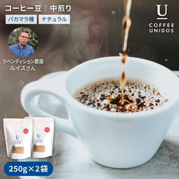 中煎り コーヒー 豆 250g × 2袋 （ 豆 ・ 粉 選べます ） ニカラグア産 ラベンディション農園 マラカツーラ種 ナチュラル糸島市 / COFFEE UNIDOS [AQF001]