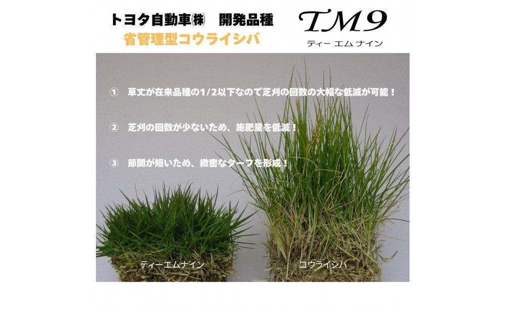 芝生（省管理型コウライ芝　TM9ティーエムナイン）