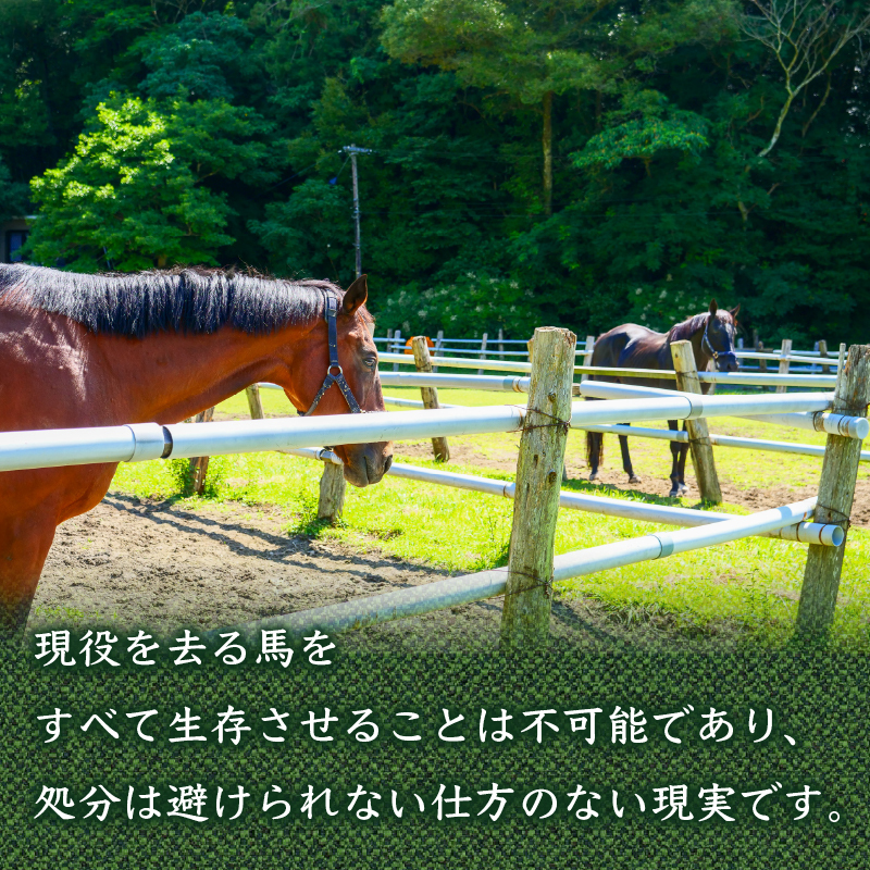 【返礼品なし】 競走馬 引退馬はどこへ？ 黒潮友馬会応援 【8千円コース】