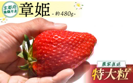 【先行予約】 【2026年1月発送】 いちご 章姫 480g前後  ( 特大粒 ) 特大 大きい 大粒  いちご 苺 イチゴ 果物 フルーツ 箱入り 完熟 真っ赤 おいしい 甘い 評判 農家直送 産地直送 鮮度 抜群 好評 人気 ハウス栽培 あきひめ 舞鶴 京都 嵯峨根農園 1月発送 2月発送 3月発送