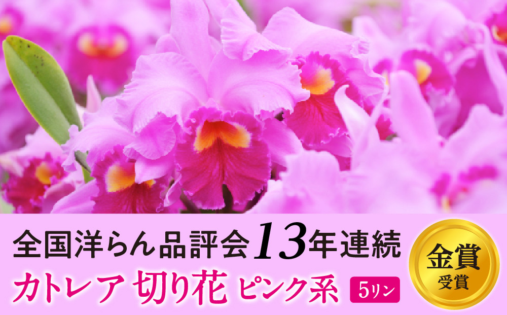 
            大輪ピンクカトレア切り花 5輪コース 切り花カトレア 5りん 全国洋らん品評会13年連続金賞受賞 山野井洋蘭 カトレア
          