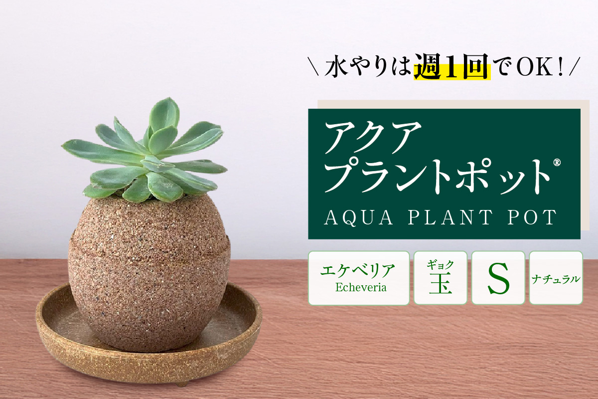 アクアプラントポットR　玉Ｓ 植木鉢エケベリア（2130）