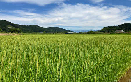 新米 五百川 5kg 新米 新潟県産 新米 [極早生] 新米 令和7年産 新米 三条市  [外山敏雄商店]