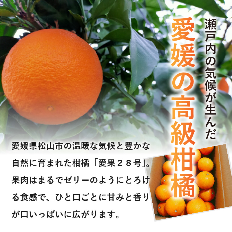 愛媛 みかん 愛果28号 贈答用 2kg あいか 【先行予約 2025年12月上旬から発送】 |  紅まどんな と同品種 柑橘 みかん まどんな 柑橘 みかん 果物  おすすめ 高級 人気 お取り寄せ