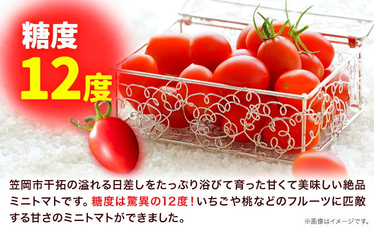 ZEPPIN TOMATO Okayama 1kg箱 (ZEPPIN EX) 平均糖度12度 甘い フルーツトマト トマト ミニトマト フルーツトマト トマト ミニトマト とまと 野菜 トマト ---