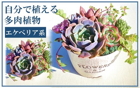 1884R_自分で植える多肉植物/エケベリア系苗※ピンセット付きBセット