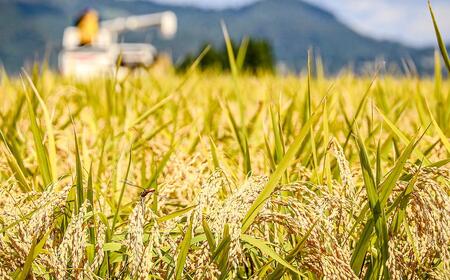 【2025年産新米】県認証米魚沼産コシヒカリ 20kg(10kg×2袋) 産地限定！農家直送 |津南町 魚沼産 コシヒカリ