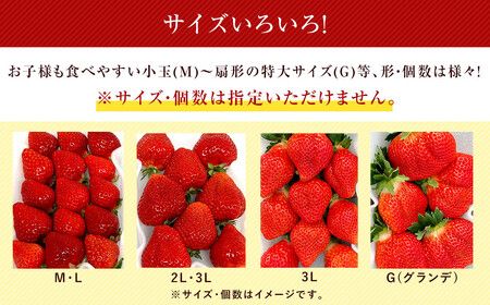 【特別栽培／有機質肥料／アフター保証】うるう農園 あまおう サイズ色々 4パック （約1140g）【2026年12月上旬～2027年1月下旬発送予定】 いちご イチゴ 苺 フルーツ 果物
