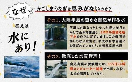 うなぎ 蒲焼 160g×3尾【鹿児島産】地下水で育てた絶品鰻