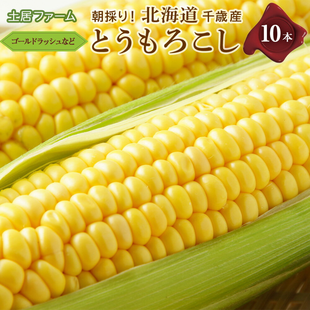 【ふるさと納税】 2026年夏発送 とうもろこし 10本セット（ゴールドラッシュ等）【土居ファーム】 野菜 とうもろこし【北海道千歳市】ギフト ふるさと納税