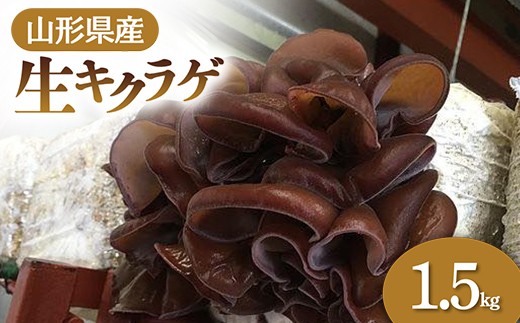 【2026年発送 先行予約】 山形県産 生キクラゲ 1.5kg  きのこ キノコ 野菜 食品 山形県 FSY-0698