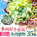 【ふるさと納税】多肉植物 苗 35個セット 福岡 八女 広川　広川町/plantsfunshopnatur[AFAT009]