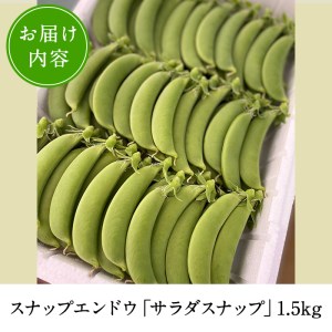＜先行予約受付中！2027年1月中旬以降順次発送予定＞ 数量限定！鹿児島県阿久根市産スナップエンドウ (1.5kg) サラダスナップ 国産 鹿児島県産 阿久根市産 えんどう 野菜 豆 エンドウ スナッ