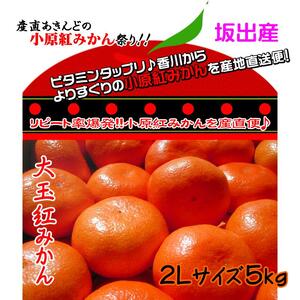 先行予約 小原紅早生みかん 約5kg 2Lサイズ 香川県産みかん