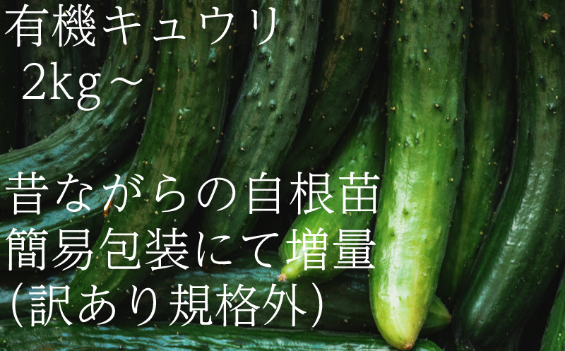 
                  ＜フードロス対応・規格外＞有機キュウリ　接ぎ木ではない昔ながらの自根きゅうり  夏季(6～8月)発送【1568586】
                