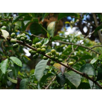 ふるさと納税 諫早市 自家焙煎スペシャルティコーヒーおまかせセット ハイグレード(豆のまま) 計2袋 |  | 02