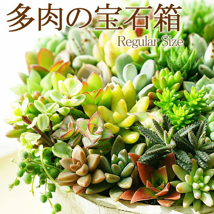 
                  多肉植物の寄せ植え 6号鉢 | 観葉植物 植物 グリーン 多肉 寄せ植え 室内 鉢植え ギフト 贈答 贈り物 プレゼント お祝い 直送 農家直送 茨城県 古河市 送料無料 _FC02
                