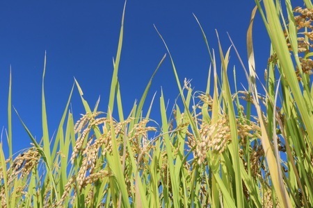 [先行予約 定期便／3ヶ月] 日光市産コシヒカリ「しゃりまんてん」計15kg (5kg×3回)｜令和7年度米 新米 こしひかり 白米 精米 ブランド米 ごはん 米 栃木県産 国産 産地直送 [0731