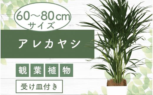 【観葉植物】アレカヤシ60cm～80cm(Green Base/017-1366) 南国鹿児島県で育った 観葉植物！植物 鉢付 インテリア 室内 オフィス おしゃれ プレゼント ギフト 開店祝い 移転祝い マイナスイオン【配送不可地域：北海道・沖縄県・離島】