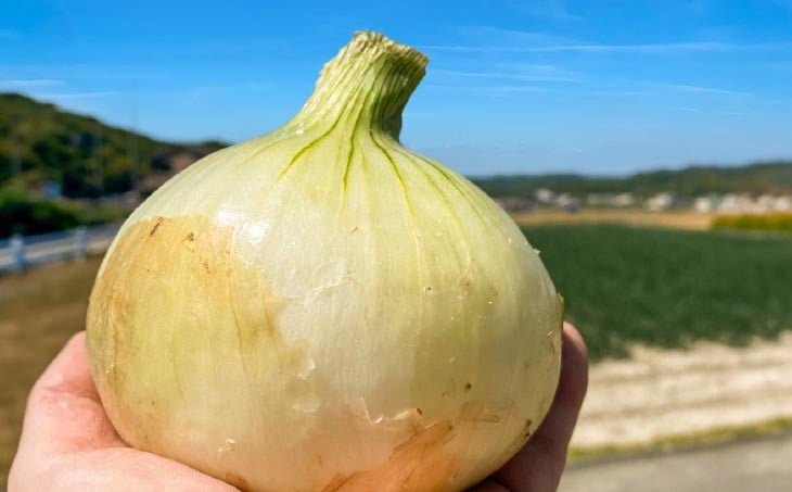 原田兄弟の一番玉ねぎ　３kg