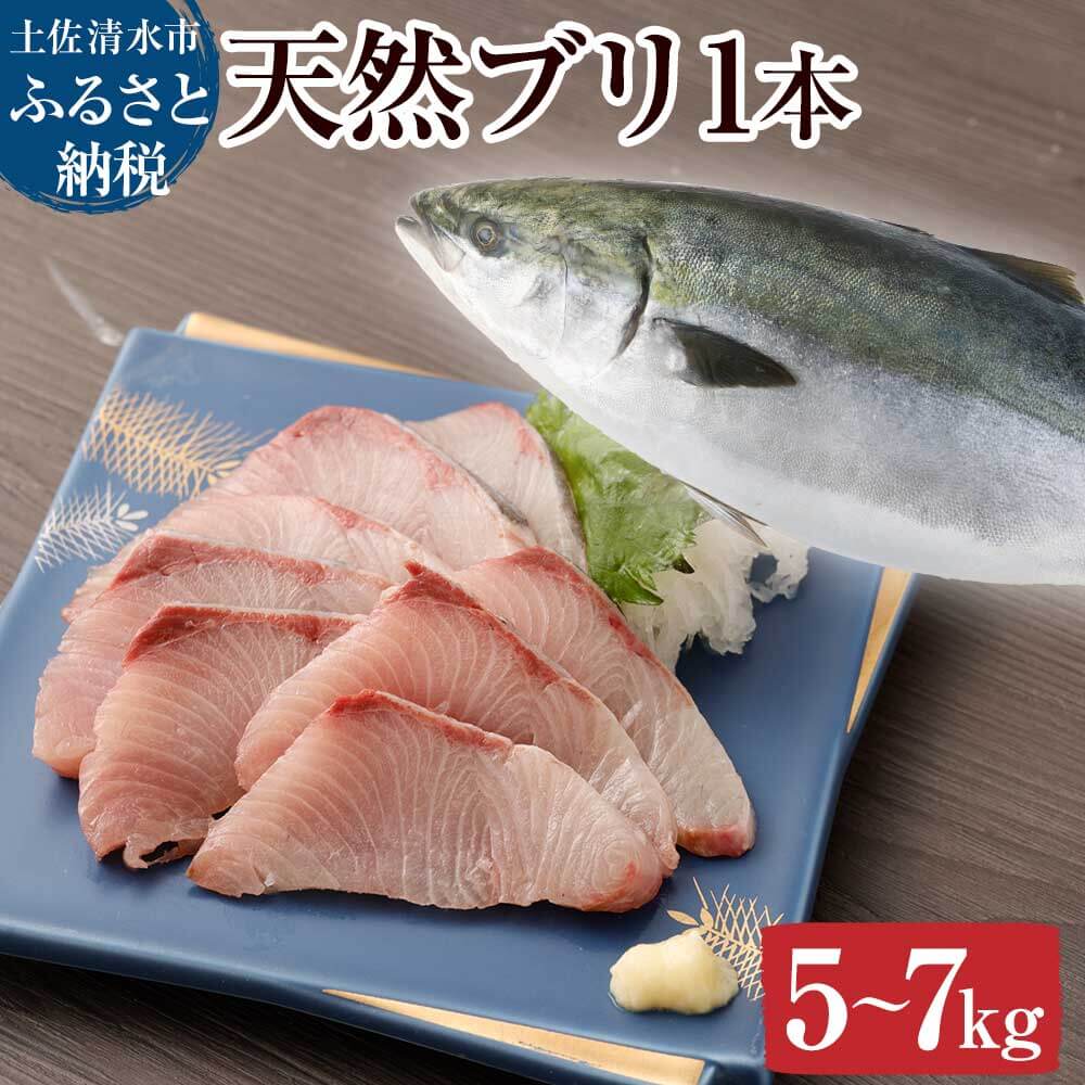【ふるさと納税】天然ブリ1本（5kg～）下処理なし まるごと直送便【令和8年3月以降発送※着日指定不可※】先行予約 鮮魚 お刺身 刺身 たたき ぶりしゃぶ ぶり大根 塩焼き ぶり 1匹 1尾 天然 ぶり 冷蔵 新鮮 魚 おいしい 人気 土佐清水 しゃぶしゃぶ たたき 海鮮丼【R01211】