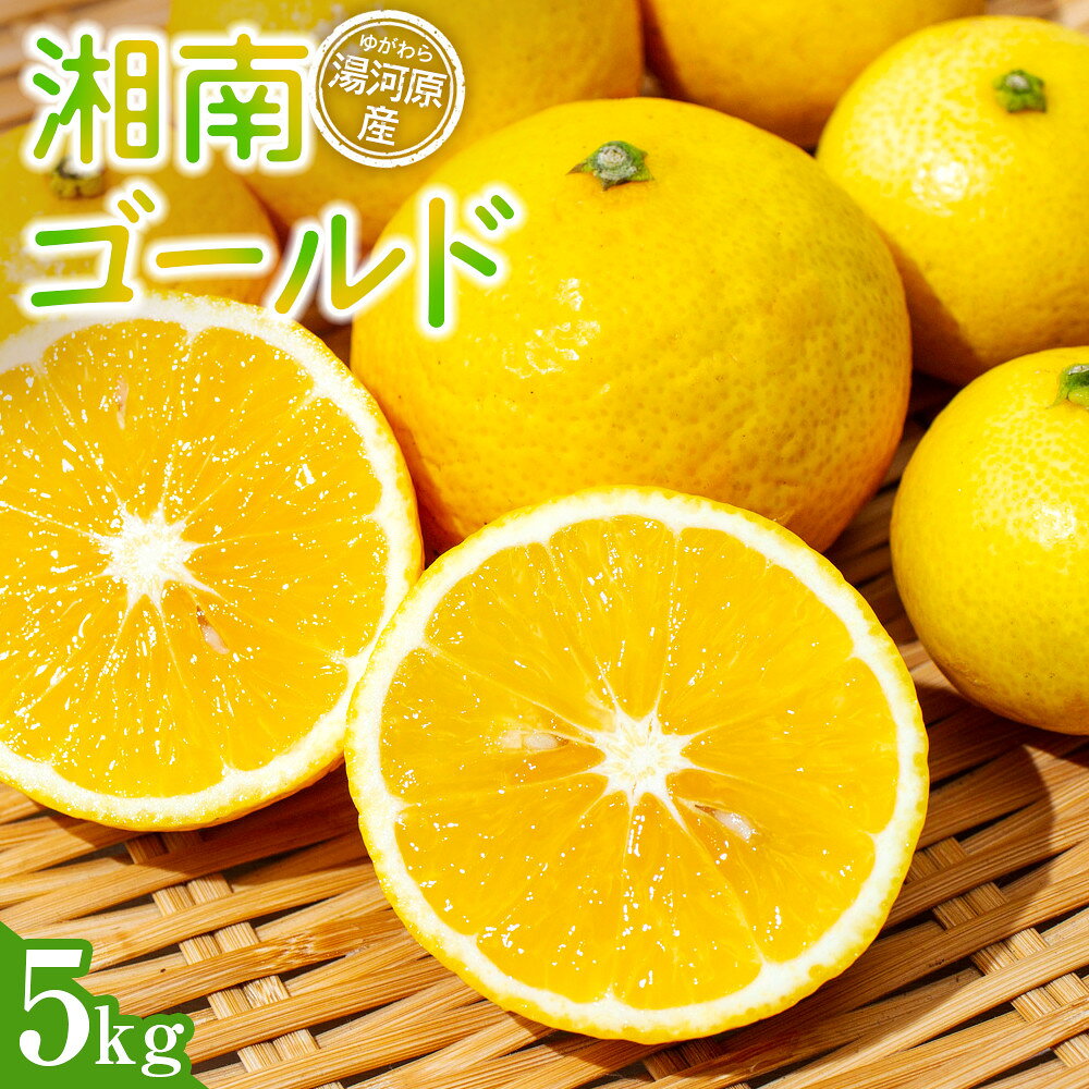 【ふるさと納税】【先行予約】湘南ゴールド5kg【2027年3月上旬ごろより発送開始】 | 湯河原町 オレンジ 柑橘 旬 フレッシュ 5kg フルーツ