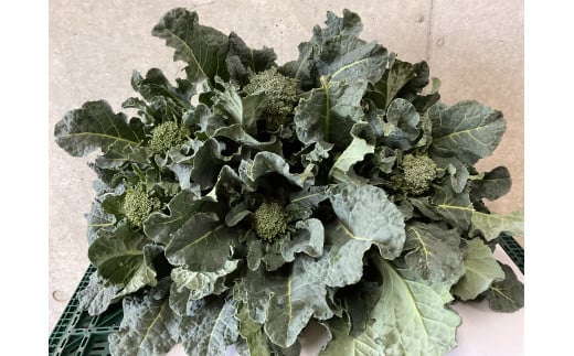 寒さで糖度が　グッ　と上がった春の茎ブロッコリー「アレッタ」（1,300g）　from　名水の里　神奈川県秦野市　006-34-1　