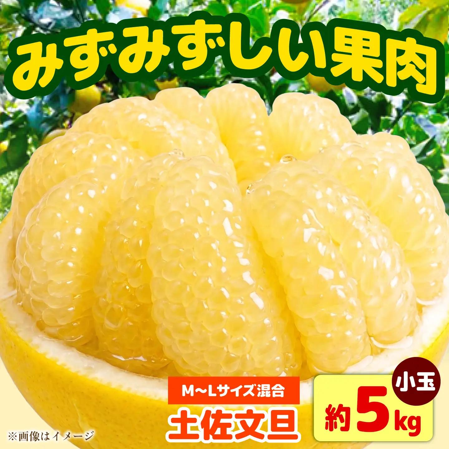 【先行予約】土佐文旦 小玉 家庭用 約5kg （M-Lサイズ：11-15玉入り） 文旦 ぶんたん ブンタン 柑橘 フルーツ デザート 果物 ご当地 人気 名産＜2027年1月下旬から順次発送＞【玉木農園】 [BQAJ005]