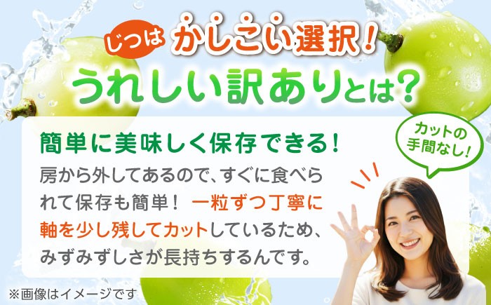 訳あり シャインマスカット 切り落とし 約1kg ブドウ 葡萄 ぶどう 国産 果物 くだもの フルーツ 熊本県 山鹿市