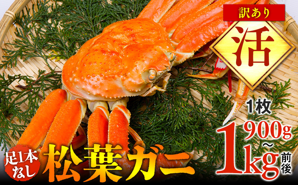 666.【活】足1本なし　訳あり　松葉ガニ　特大1枚（900g～1kg前後）【着日指定不可】※2026年11月上旬～2027年3月下旬に順次発送予定
