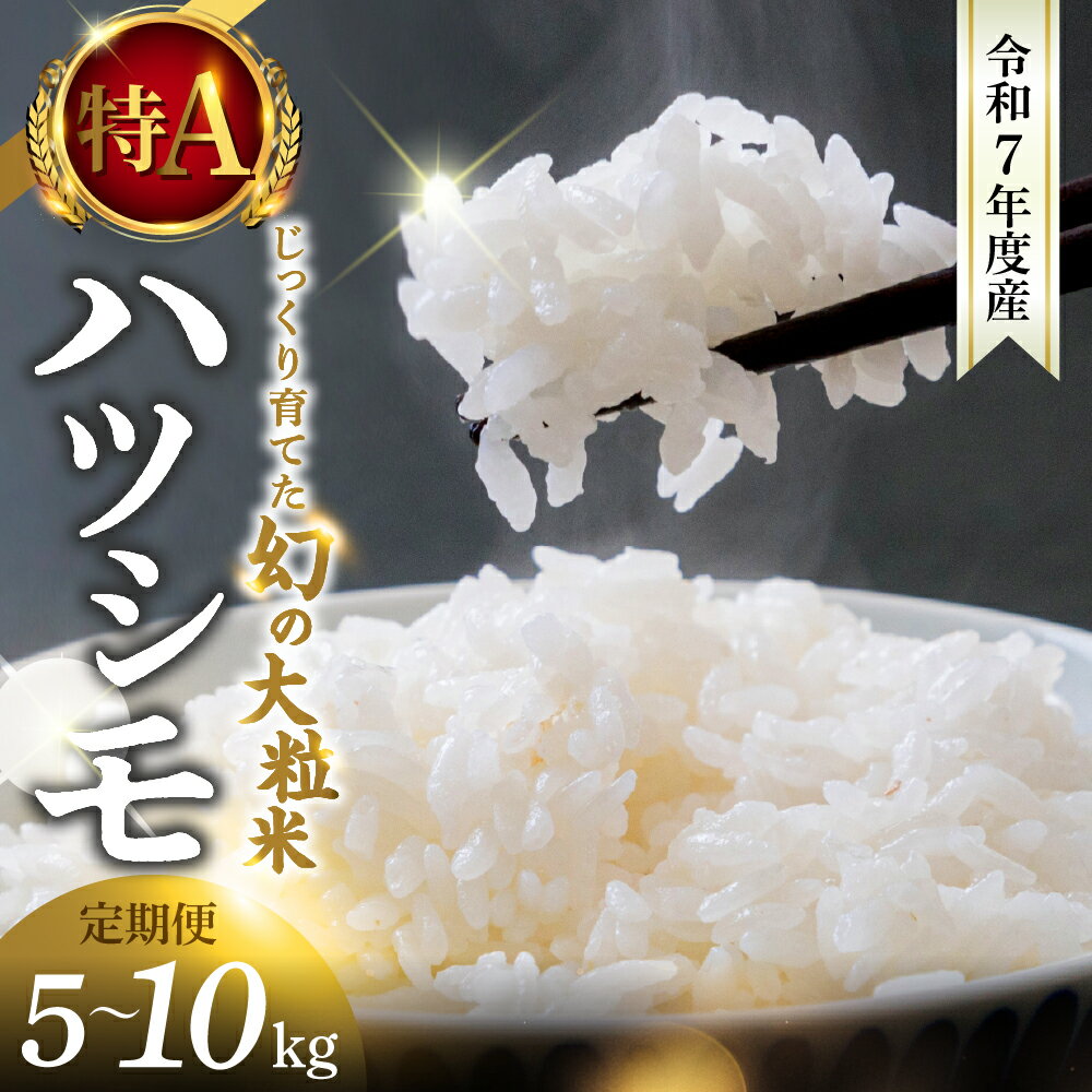 【ふるさと納税】新米 ≪令和7年度産≫ お米 ハツシモ 5kg 10kg 定期便 3回 15kg 30kg 選べる サイズ 回数 特A 水の都大垣の豊富な湧き水で育ったお米 ごはん 白米 精米 人気 美味しい 美濃 西濃 初霜 コシヒカリ の先輩 東の ササニシキ 西の ハツシモ DIB 岐阜県 大垣市