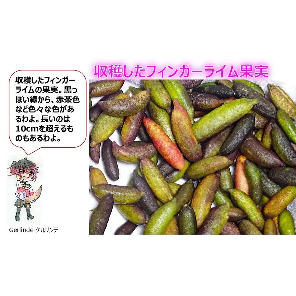 No.407 フィンガーライム　100g