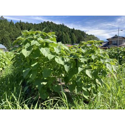 ふるさと納税 売木村 【栽培期間中農薬不使用・圧縮生絞り】新鮮えごま油　110g×3本(手作り　南信州 売木村産) |  | 01